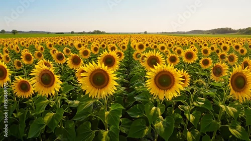 Endless sunflower field basking in the sun under a clear blue sky