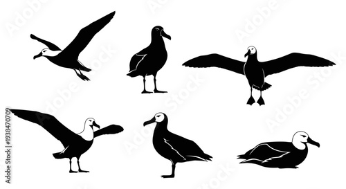 Albatross Silhouette Collection: Flying, Standing, Resting Bird Poses