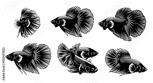 Betta Fish Collection: Siamese Fighting Fish Illustration, Black and White Line Art