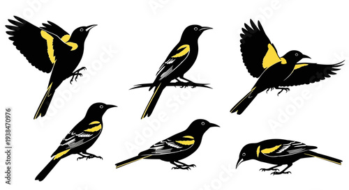 Black and Yellow Bird Collection: Flying, Perching, and Foraging Poses