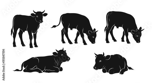 Black Cow Silhouettes: Herd of Cattle Grazing and Resting in a Field