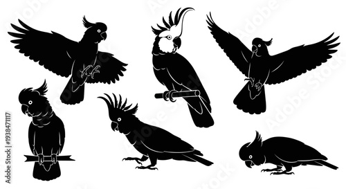 Black Cockatoo Silhouettes Collection: Various Poses, Flying, Perching, Crested Birds