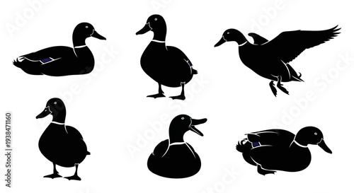 Black Duck Silhouettes Collection: Various Poses of Mallards in Flight and Standing