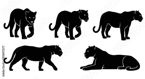 Black Panther Silhouettes Collection: Majestic Big Cats in Various Poses