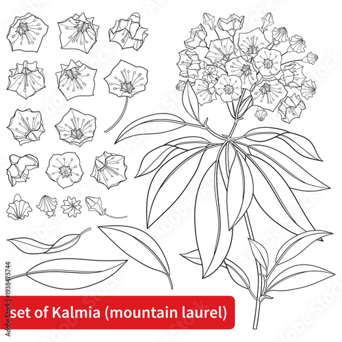 Set with outline blossoming Kalmia latifolia or mountain laurel flowers and leaves in black isolated on white background.