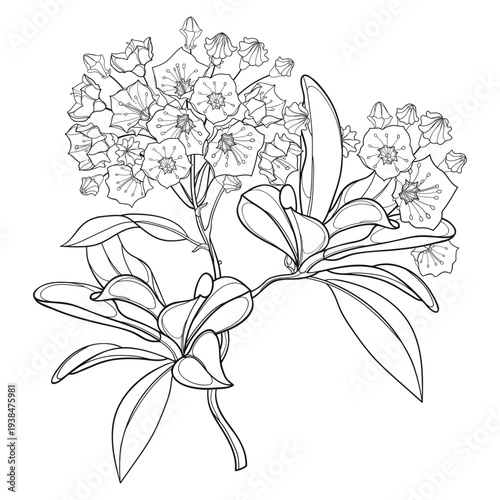 Bunch of outline blossoming Kalmia latifolia or mountain laurel flowers and leaves in black isolated on white background.