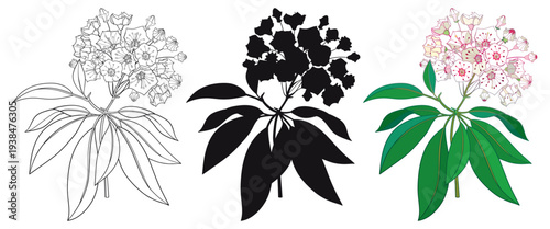 Set with blossoming Kalmia latifolia or mountain laurel flowers and leaves in black and pastel isolated on white background.