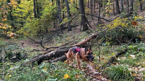 Slow motion footage of a German Shepherd jumping over a fallen log in autumn forest, followed by an Australian Shepherd, capturing motion, agility, training and outdoor adventure