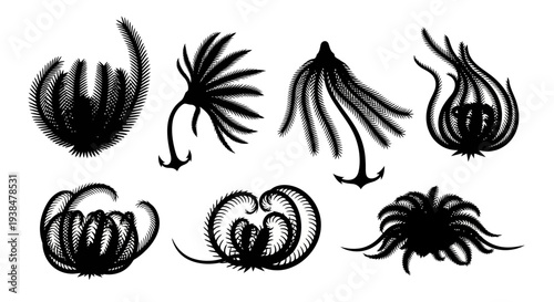 Black Silhouette Sea Creatures Collection: Crinoids, Starfish, and Marine Life