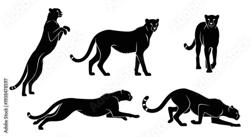 Black Panther Silhouettes: Dynamic Poses of a Majestic Big Cat