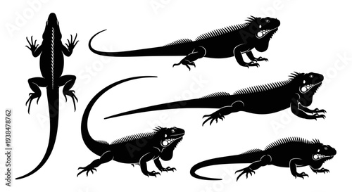 Black Silhouette Iguana Collection: Multiple Poses of Reptile on White Background