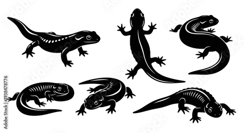 Black Silhouette Illustrations of Salamanders and Newts in Various Poses
