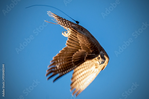Photos Majestic falcon soaring through a clear blue sky, displaying powerful wingspan and predatory grace during a traditional desert falconry session