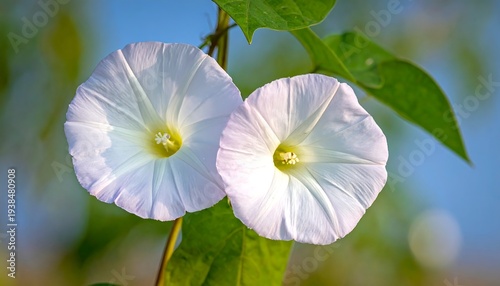 Two luminous white morning glory flowers bloom, framed by green leaves, set against a soft, blurred sky