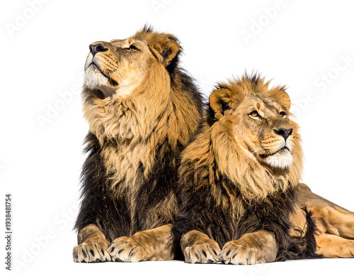 Two majestic lions, one looking upward, sit side-by-side against a stark white background, showcasing their golden manes