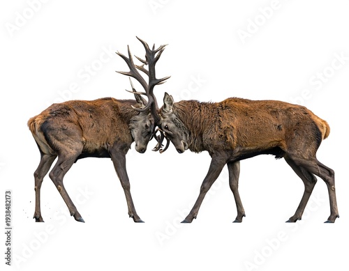 Two male deer lock antlers, engaged in a powerful clash, set against a stark white background