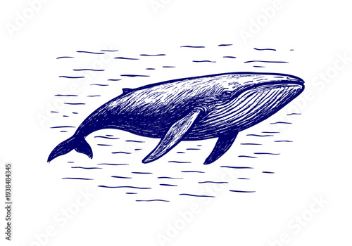 Blue Whale hand drawn simple sketch vector illustration