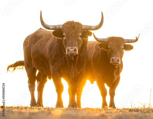 Two massive bulls stand together, silhouetted against bright white light. Majestic horns are prominent