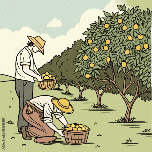 A farmer harvesting oranges in a sunny orchard with a basket and a ladder. Vector