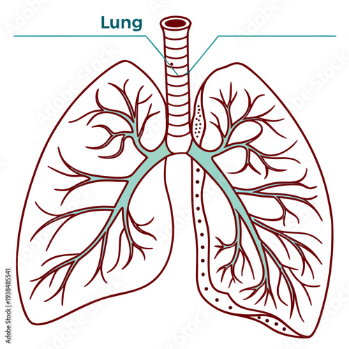 A detailed anatomical illustration of the human respiratory system, focusing on the lungs and airways. Vector