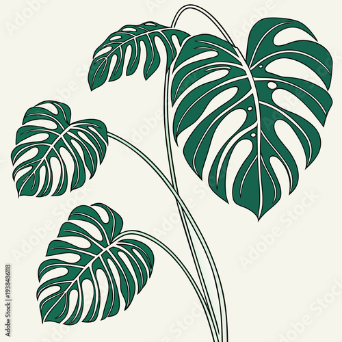A vibrant illustration of a monstera deliciosa plant with large, glossy leaves Vector