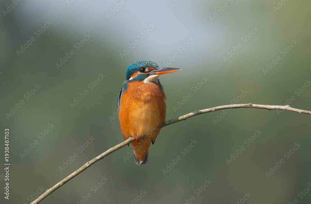 Obraz premium Vibrant Common Kingfisher (Alcedo atthis) perched on a thin branch.