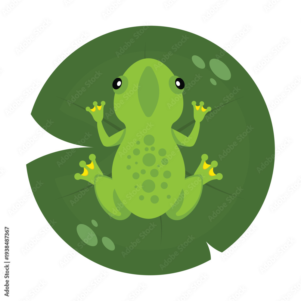 Naklejka premium Frog sitting on a water lily leaf in top view