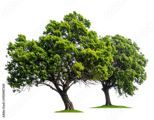 Two mature trees with dense green leaves, trunks sloping slightly, set against a clean white background