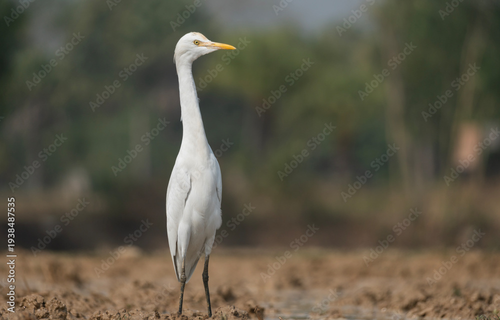 Fototapeta premium A Elegant Little Egret (Egretta garzetta).