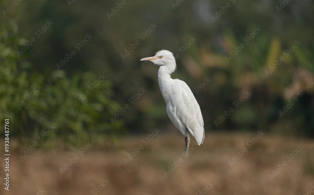 Fototapeta premium A Elegant Little Egret (Egretta garzetta).