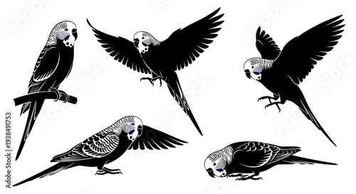 Budgerigar Parrot Collection: Diverse Poses of a Small Bird in Black and White
