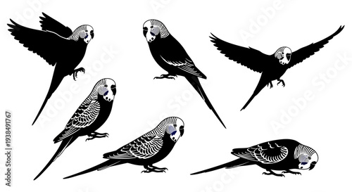 Budgerigar Flock: Diverse Poses of Budgies in Black and White Illustration