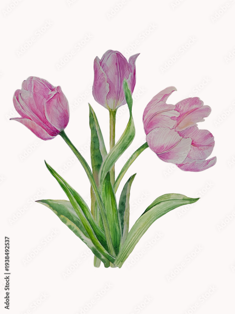 Obraz premium Watercolor tulip bouquet ,hand painted floral illustartion,spring flowers