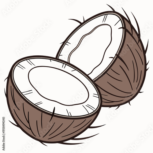 Two halves of a coconut with brown hairy outer shell and white inner flesh Vector