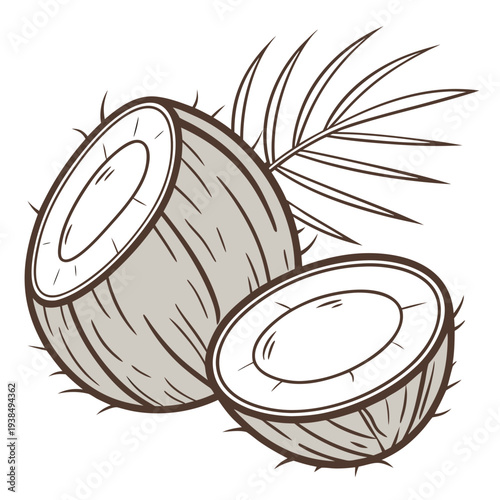 A detailed black and white illustration of a coconut split open to show the inner flesh Vector
