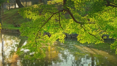 Nara, Japan - Sep 26 2024, 4k, panoramic view of the foliage of trees hanging over the water and reflected in it, at daytime with rays of sun, without people, Nara, Japan
