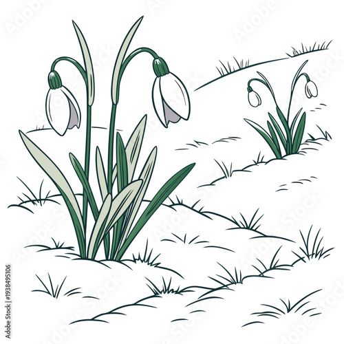 A charming illustration of snowdrops blooming in a natural setting with green stems and white flowers. Vector