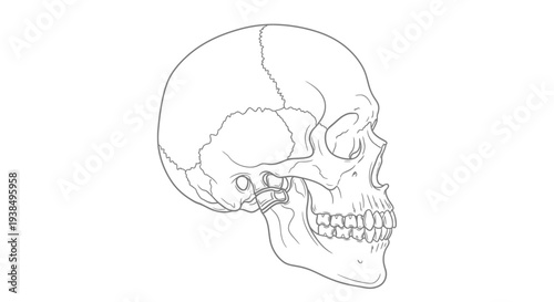Human Skull Side View Anatomical Drawing.