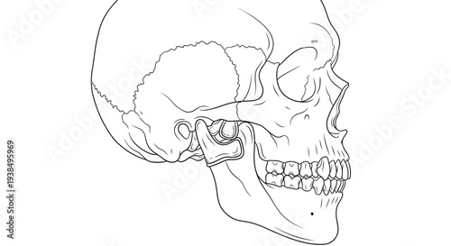 Human Skull Anatomy Illustration Side View.