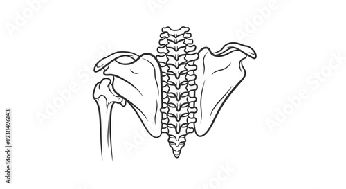 Human Pelvis and Lower Spine Anatomy.