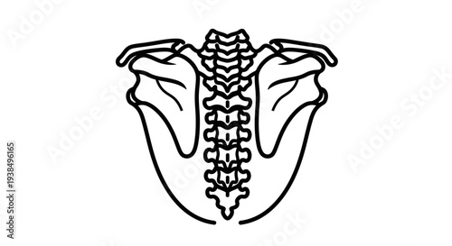 Human Pelvis and Spine Bones Diagram.