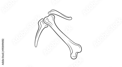 Human Arm Bone Structure Illustration.