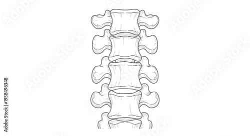 Detailed Illustration of Human Spine Structure.