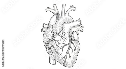 Detailed Illustration of Human Heart Anatomy.