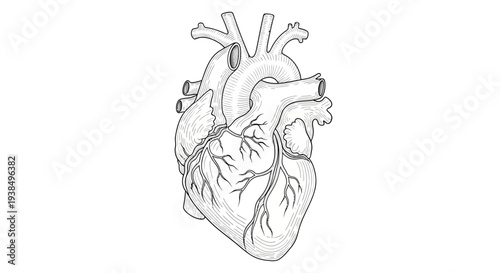 Anatomical Illustration of Human Heart Structure.