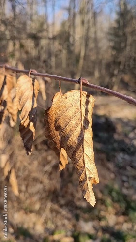 Autumn leaves on the tree