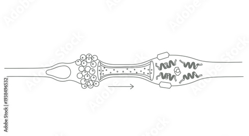 Synapse Neuron Diagram Detailed Illustration.
