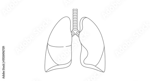 Human Lungs Anatomy Diagram Illustration.