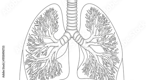 Human Lungs Anatomy Diagram Illustration.