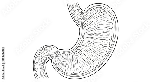 Detailed Illustration of Human Stomach Anatomy.